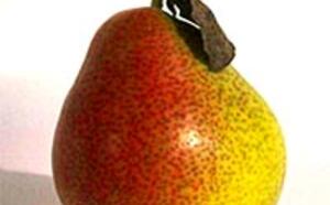 Проверка зрелости груши фото