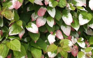 Выращиваем актинидию фото