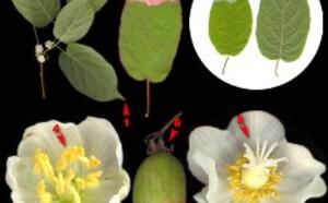 Выращиваем актинидию фото