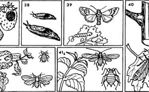 Как защитить сад от вредителей и болезней ч3. фото