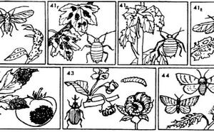 Как защитить сад от вредителей и болезней ч3. фото