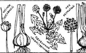 Как защитить сад от вредителей и болезней ч3. фото