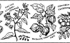 Как защитить сад от вредителей и болезней ч3. фото