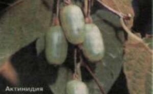 Наше киви фото