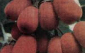 Наше киви фото