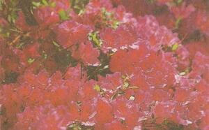 Рододендрон фото