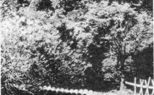 Рододендрон фото