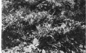 Рододендрон фото