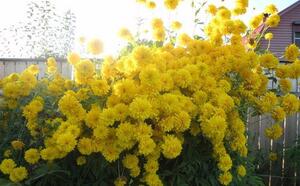 Рудбекия или золотой шар фото