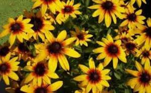 Рудбекия или золотой шар фото