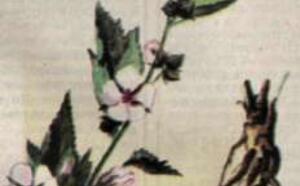 Алтей лекарственный фото