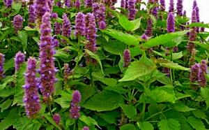 Лофант анисовый - ароматный чудо-целитель фото