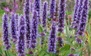 Лофант анисовый - ароматный чудо-целитель фото