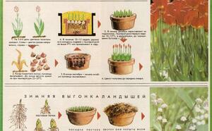 Цветы к новому году фото