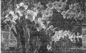 Цветы к новому году фото