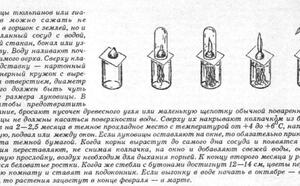 Цветы к новому году фото