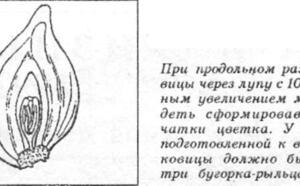 Цветы к новому году фото