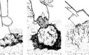 Красника фото