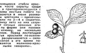 Красника фото