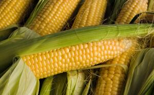 Урожай: соберем и сохраним фото