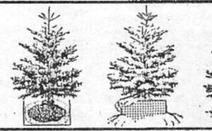 Новогодняя ёлка из своего сада фото