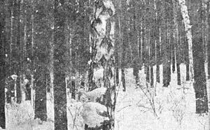 Чешуйчатая береза? фото