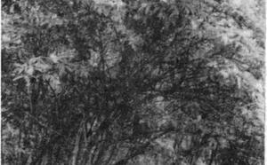 Бузина фото