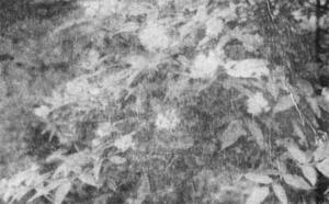 Бузина фото