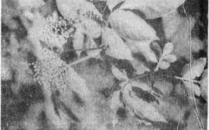 Бузина фото