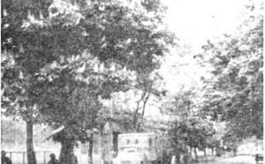 Каштан конский фото