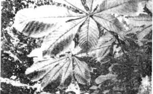 Каштан конский фото