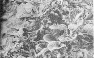 Выращиваем КИВИ фото