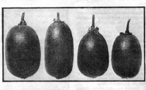 Выращиваем КИВИ фото