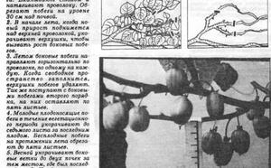 Выращиваем КИВИ фото