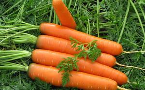 Время убирать морковь? фото