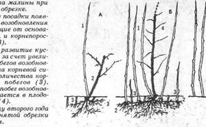 "Сладка ягода малина" фото