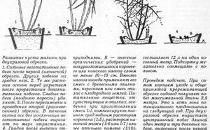 "Сладка ягода малина" фото