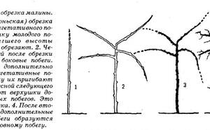 "Сладка ягода малина" фото