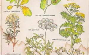 ЯДОВИТЫЕ РАСТЕНИЯ фото