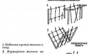 Формировка кустов малины фото
