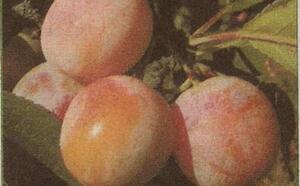 Слива русская. Новые сорта и новые возможности фото