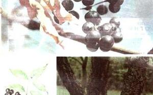 Бархат амурский фото