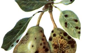 Грушу жалко: заболела фото