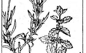 Природная косметика фото