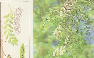 Робиния фото