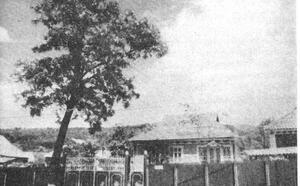 Робиния фото