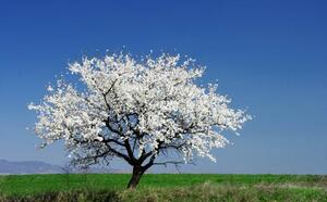 У вишни почернела кора? фото