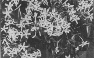 Жасмин-чубушник фото