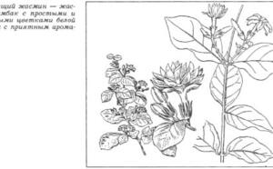 Жасмин-чубушник фото