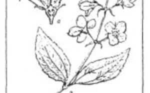 Жасмин-чубушник фото